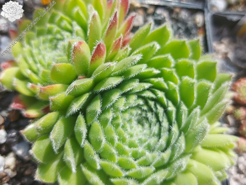 Gloconda