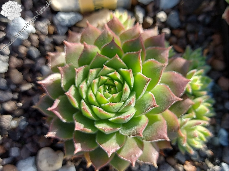 Golden Sunlight