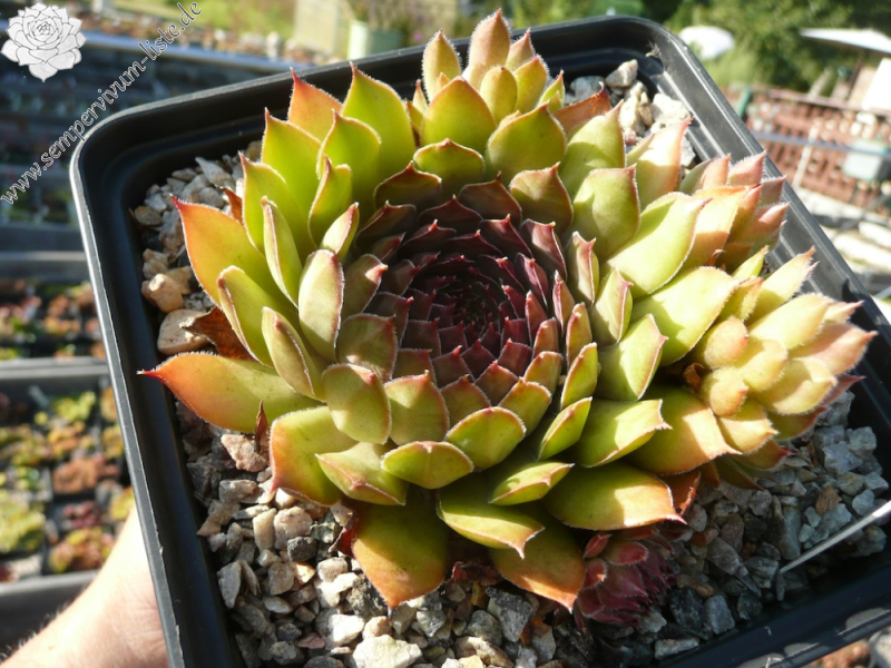 Korspelse Devillia