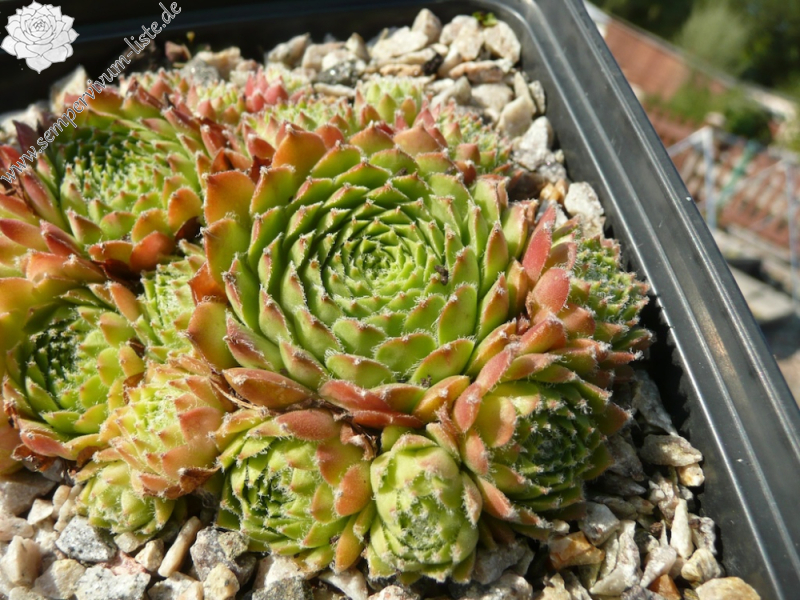 Korspelse Galba