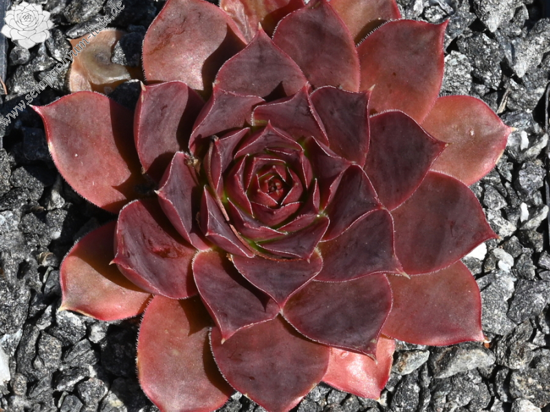 Banby Loniers / Jovi