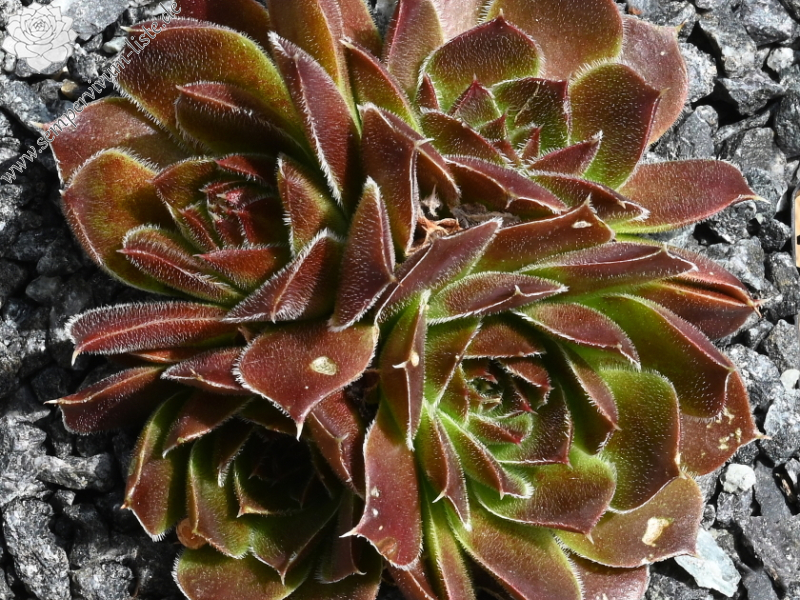 Bertwin / Jovi ( II )