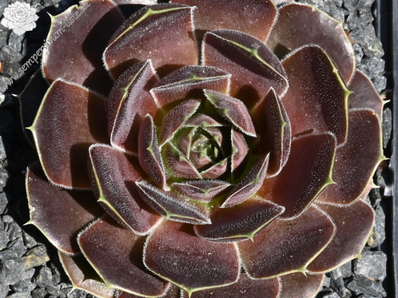 Korspel Red Luster / Jovi