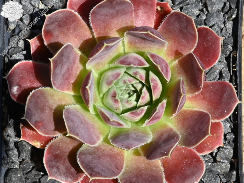 Korspel Red Rock / Jovi