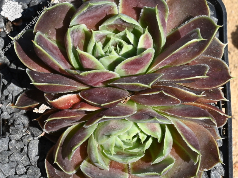 Korspelse Jamote / Jovi