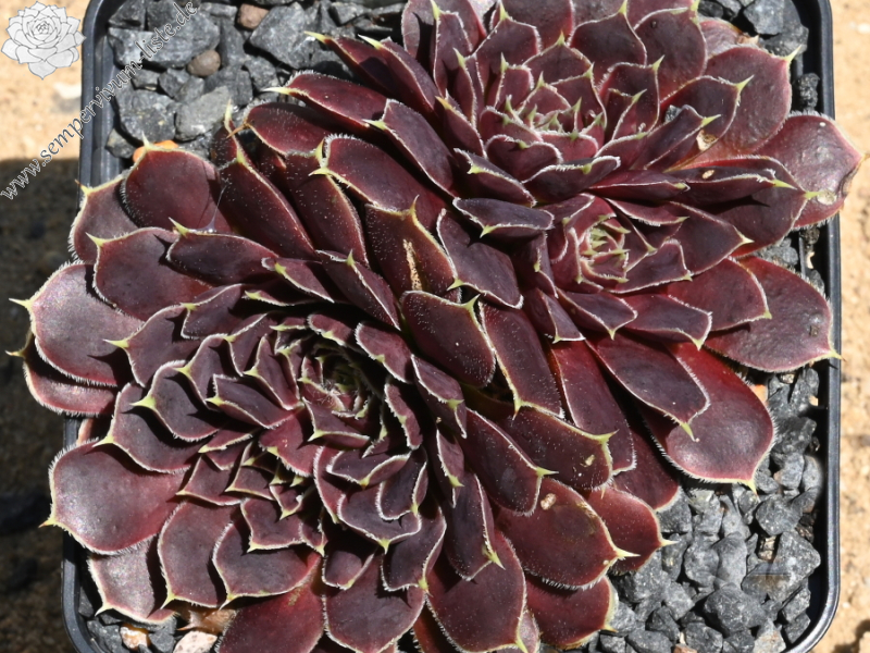 Korspelse Jeanique / Jovi