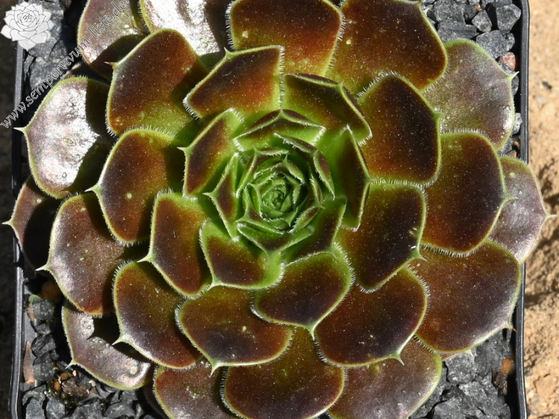 Korspelse Kristruw / Jovi