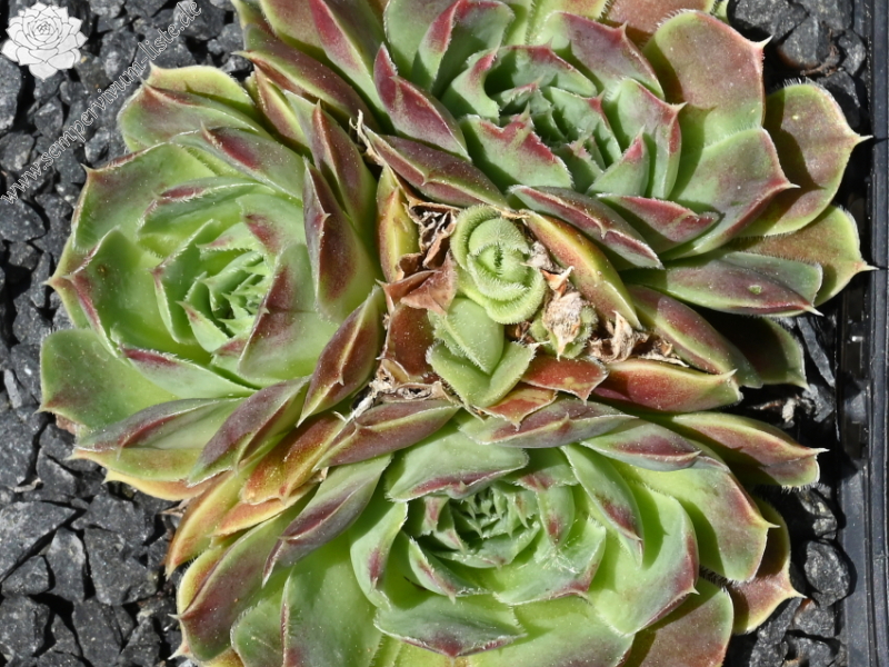 Korspelse Netiya / Jovi