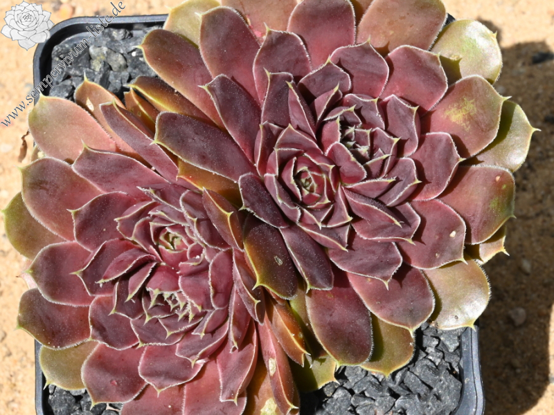 Korspelse Rakefete / Jovi