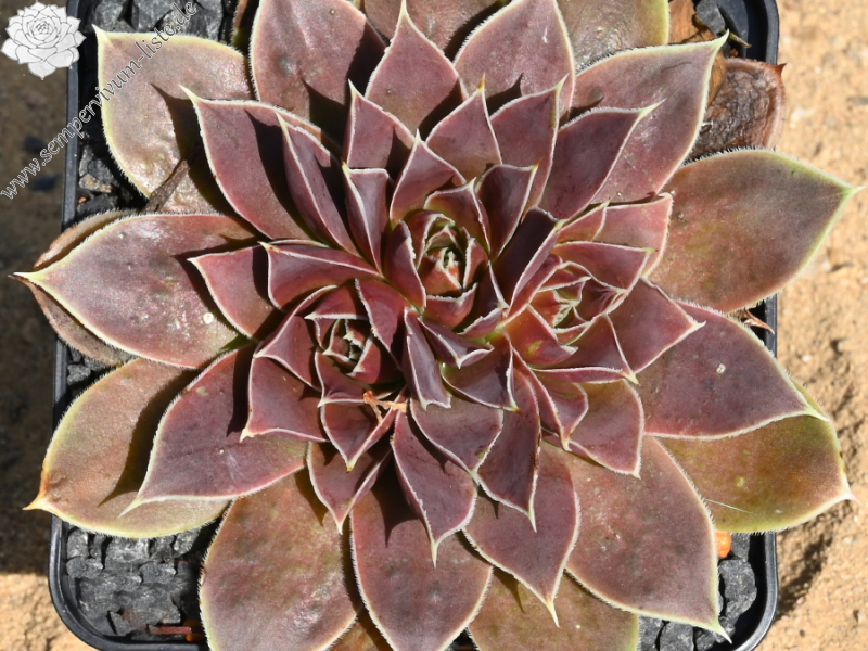 Korspelse Sampsane / Jovi