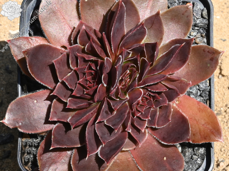 Mount Cirque de Gavarnie / Jovi