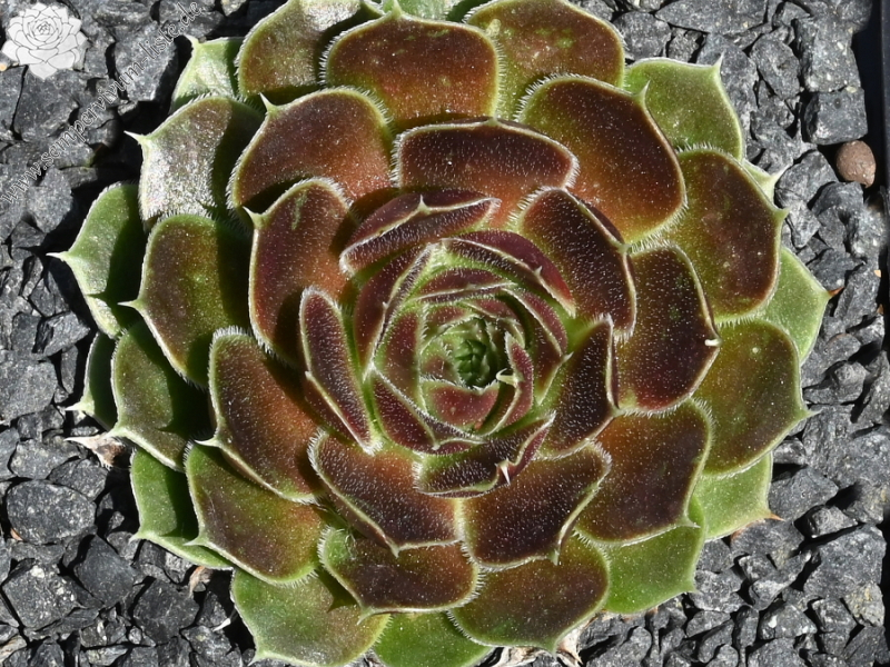 Mount Ulug Muztag / Jovi