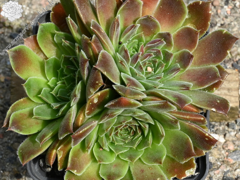 Pierre Laporte / Jovi