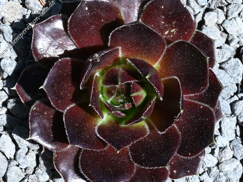 Queenie / Jovi ( II )