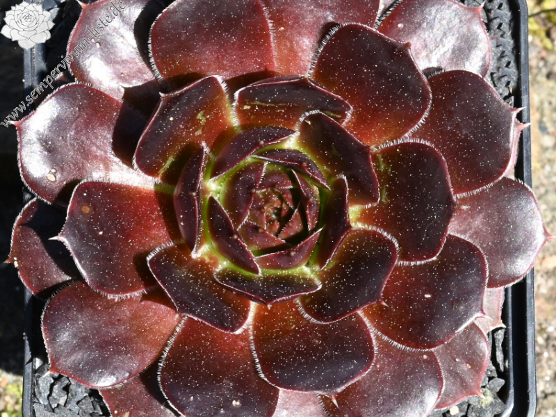 Ring van Vuur / Jovi