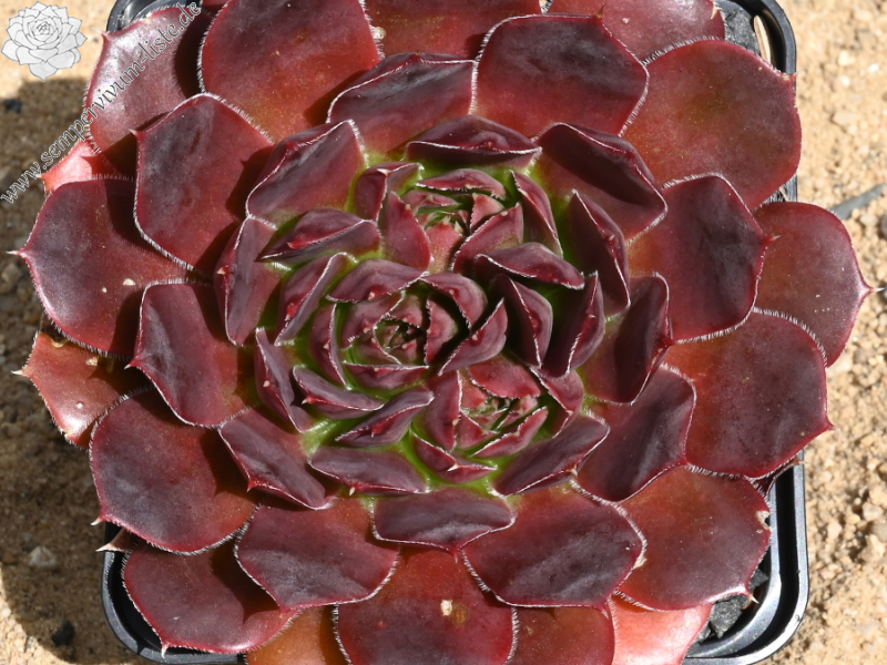 Ring van Vuur / Jovi