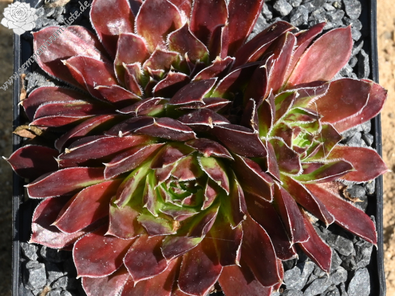 Spanische Flagge / Jovi