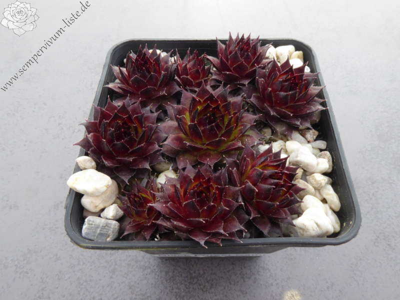 Black Forest Campfire