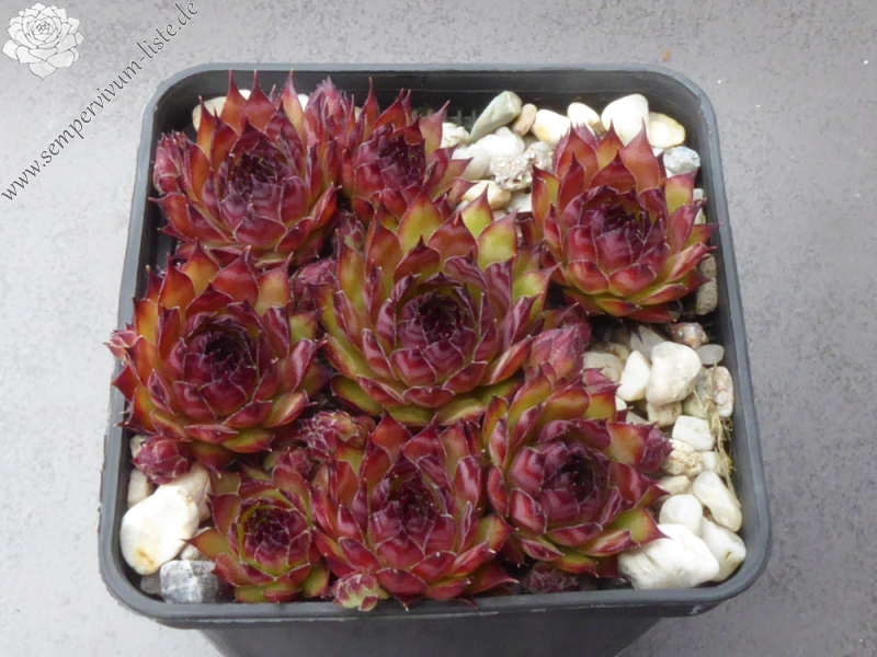 Black Forest Campfire