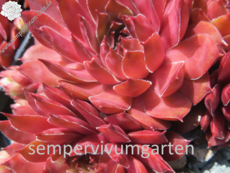 Salt Peanuts