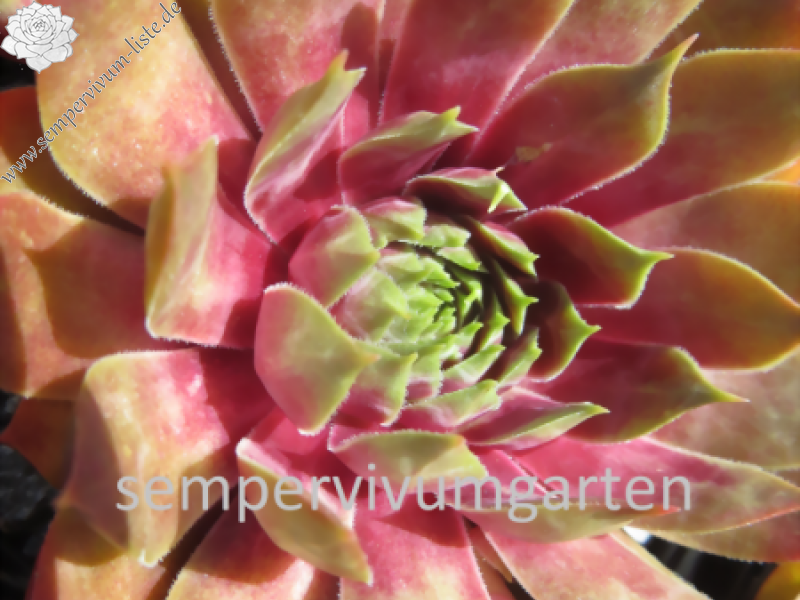 Pink Dazzler