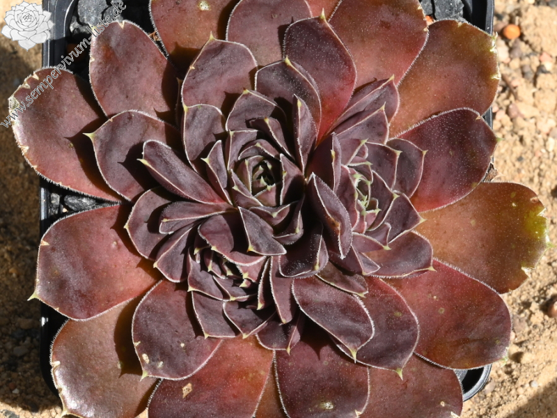 Korspel Red Luster / Jovi