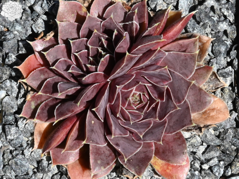 Korspelse Rakefete / Jovi