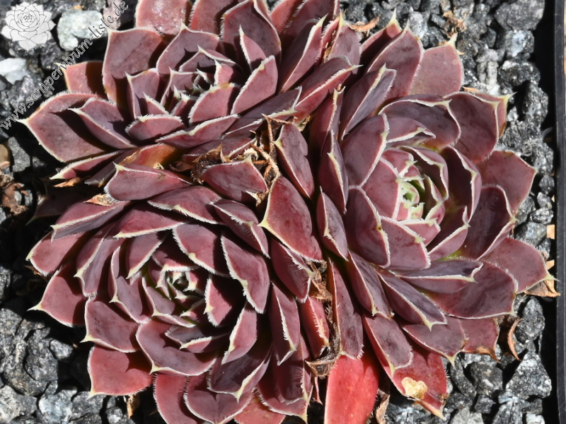 Korspelse Yokheved / Jovi