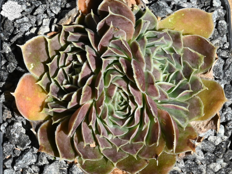 Lisa Schwaldt / Jovi