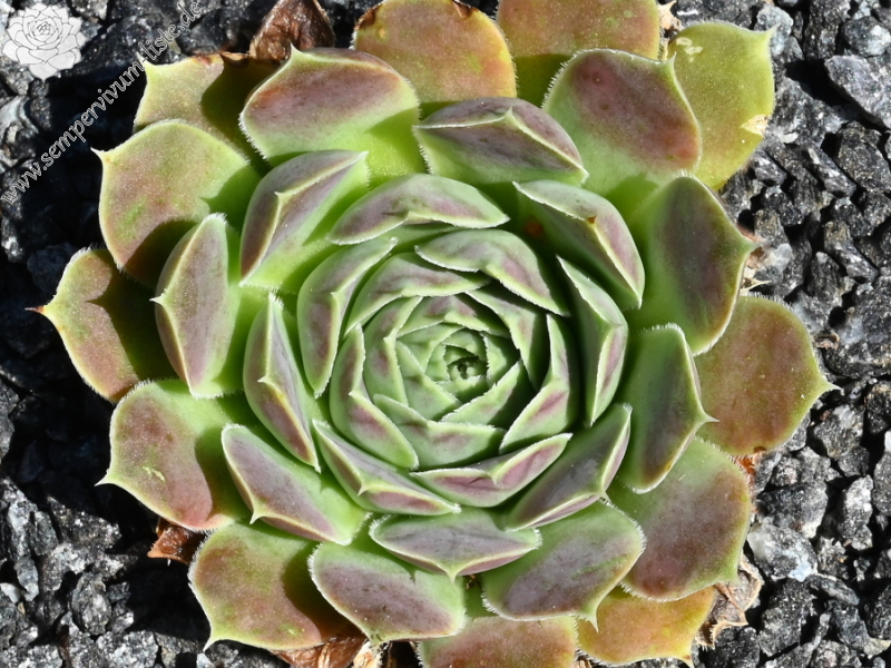 Pfälzer Ulli / Jovi