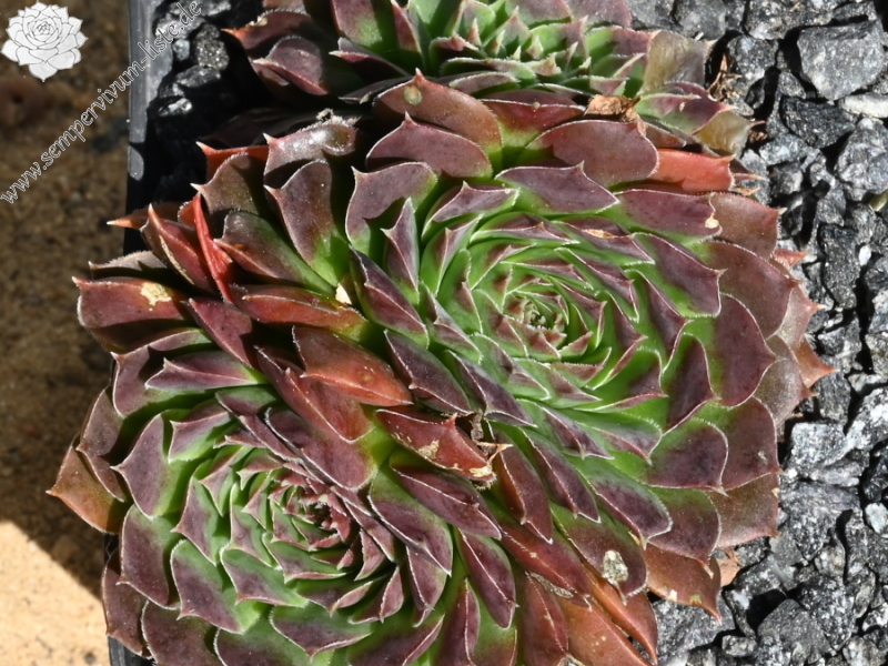 Turangi / Jovi ( II )