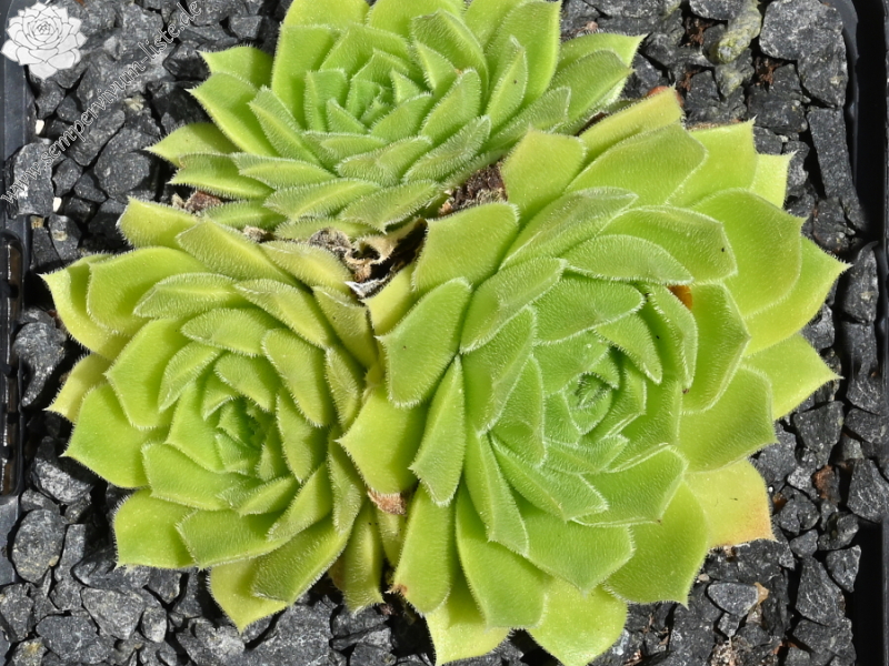 heuffelii from Pirin