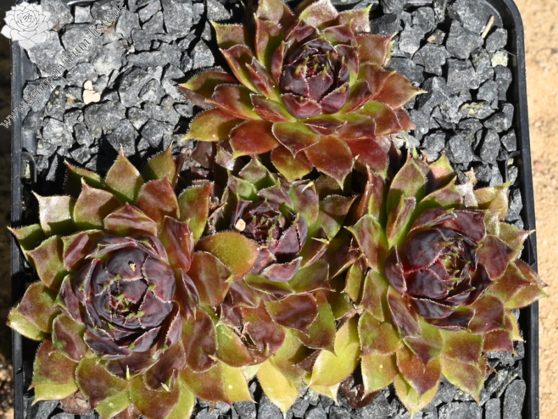 Patent Leather Shoes