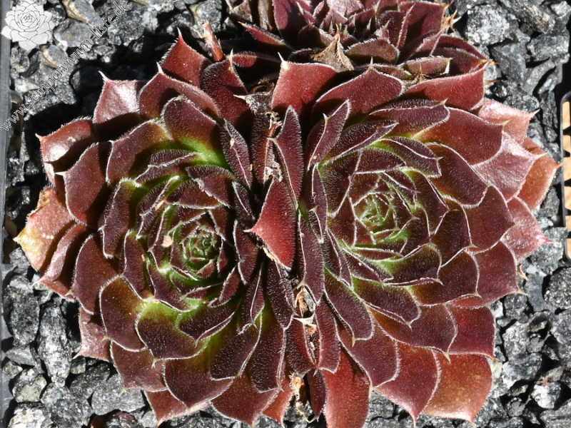 Bertwin / Jovi ( II )