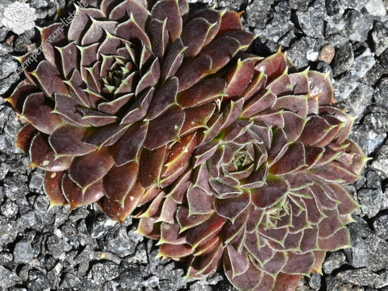 Glowing Light / Jovi