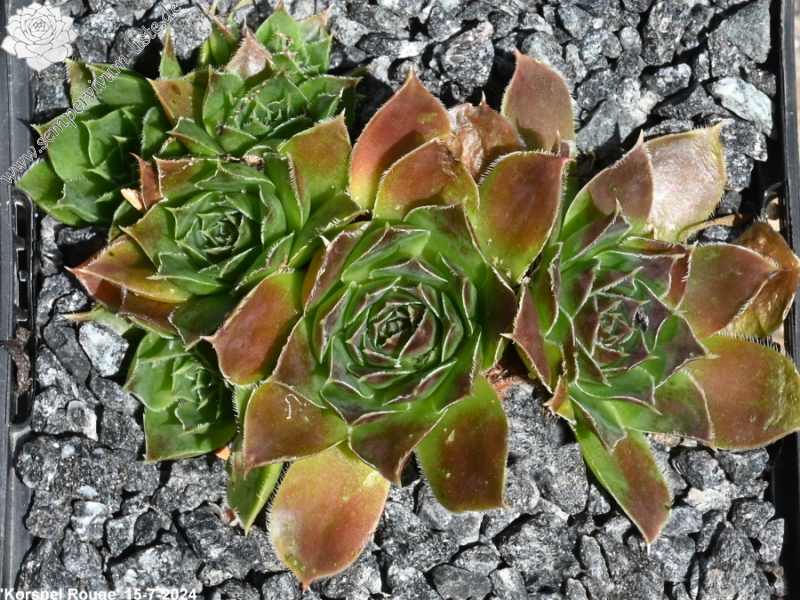 Korspel Rouge / Jovi