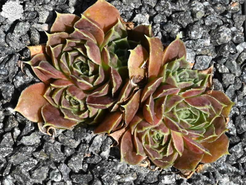 Korspel Wedding Day / Jovi