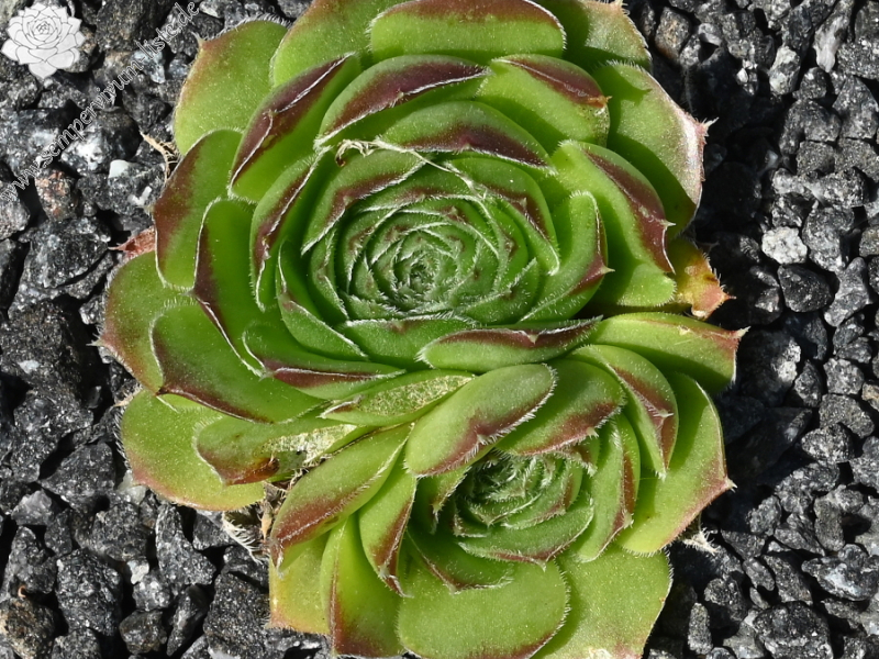 Korspelse Civiline / Jovi