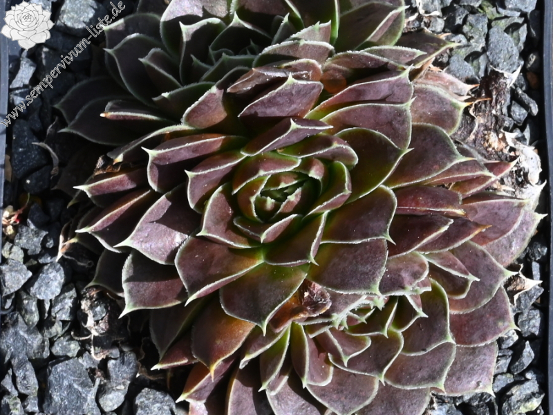 Korspelse Denisha / Jovi