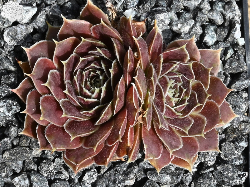 Korspelse Fannelle / Jovi