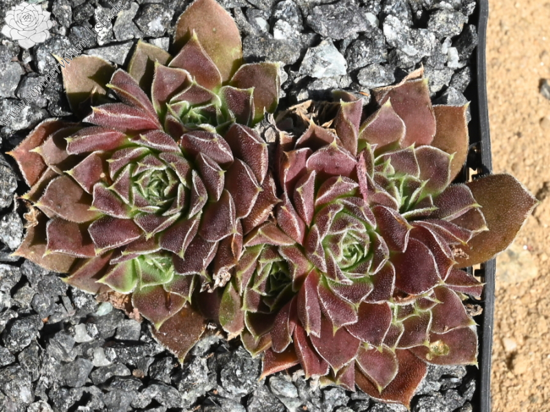 Korspelse Gipsy Rose / Jovi