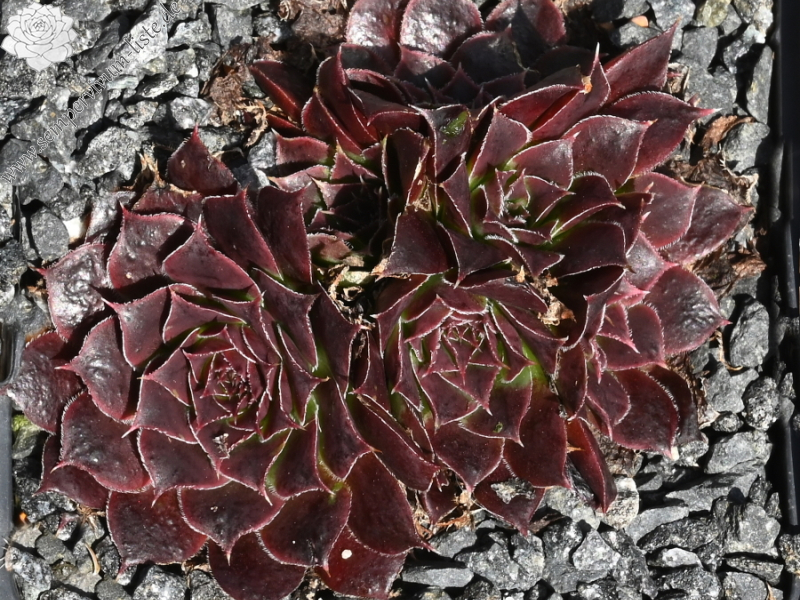 Korspelse Kirsikka / Jovi