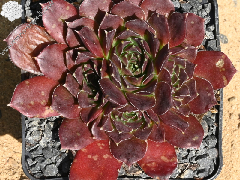 Korspelse Olyna / Jovi