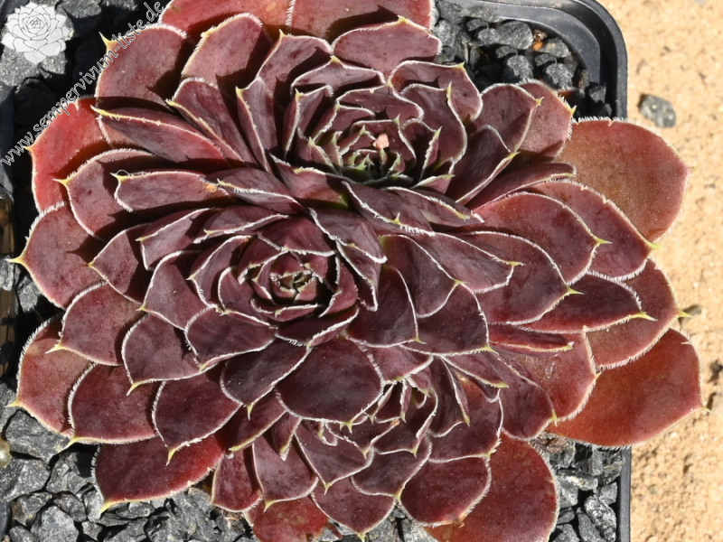 Korspelse Senne Cherry / Jovi