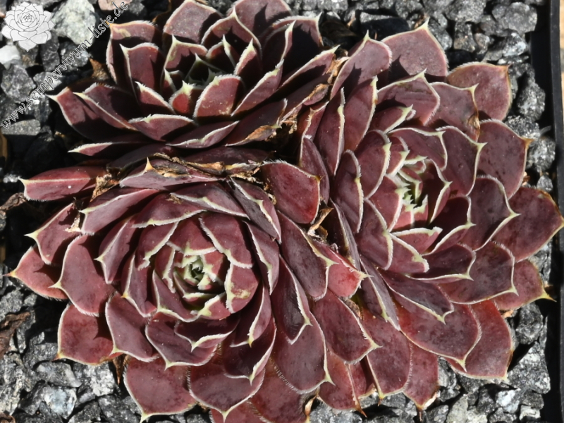 Korspelse Yokheved / Jovi