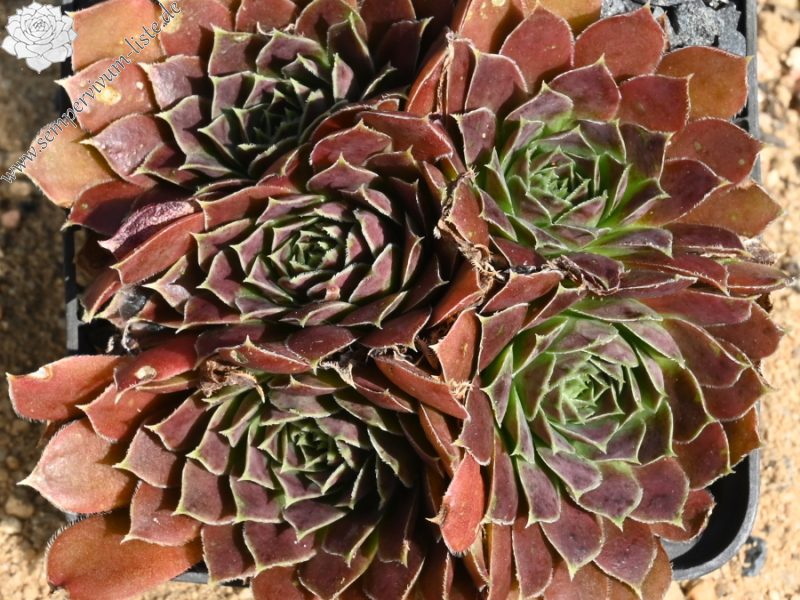 Mount Bermina / Jovi