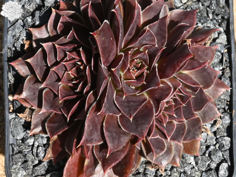 Mount Cirque de Gavarnie / Jovi