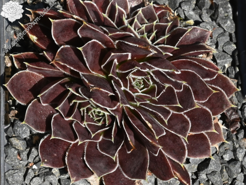 Mount Nanga Parbat / Jovi