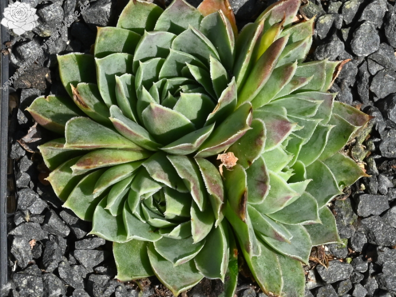heuffelii (glabrum) from Koprivnik