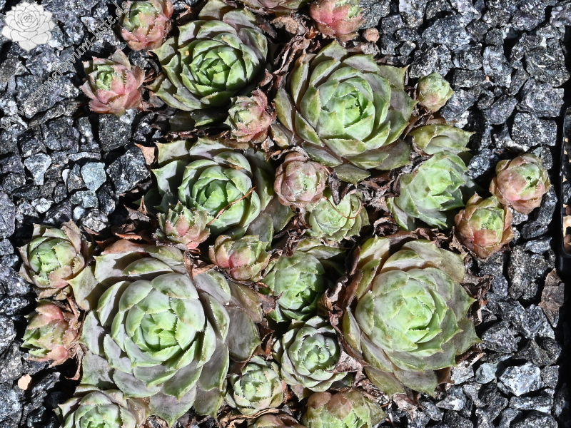 Andinn Grey Eminence